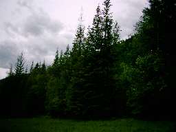 Utility easement swath