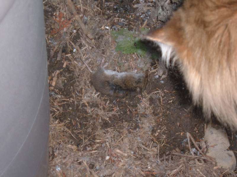 Scooter gets her catch