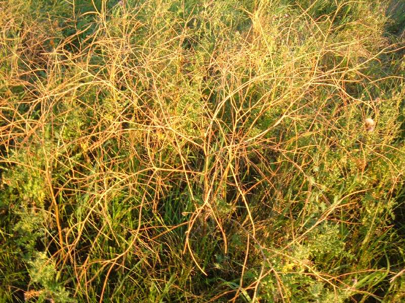 Half grass half weeds