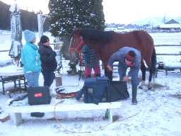 Stallion ultrasound two