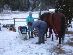 Stallion ultrasound one