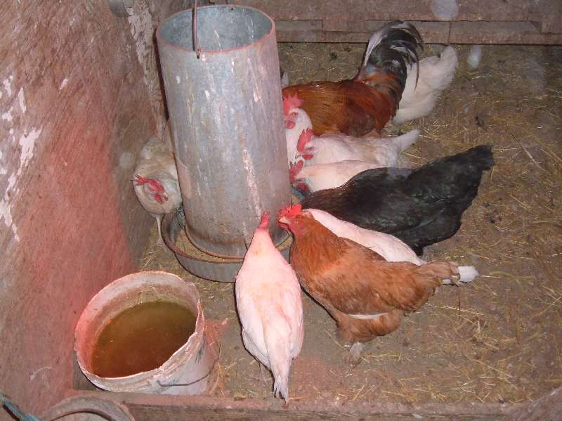 Chicken feeder