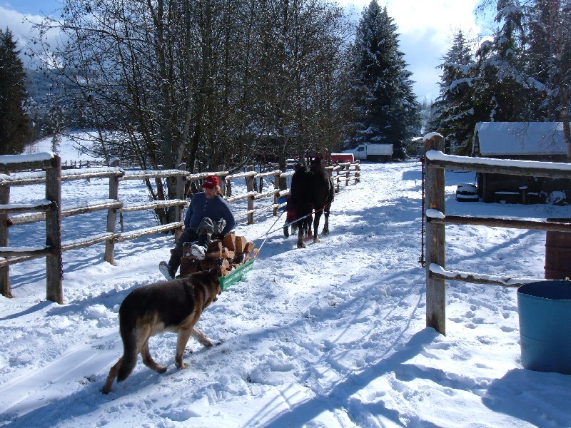 Horse drawn sleigh with firewood